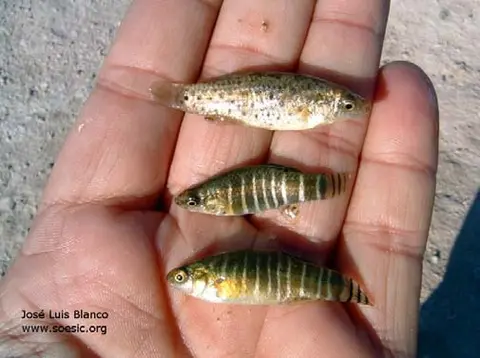 Anatolichthys danfordii