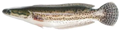 Channa diplogramma