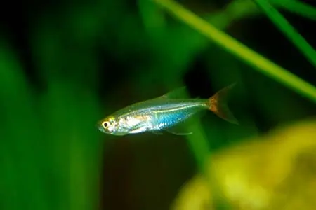 Prionobrama filigera