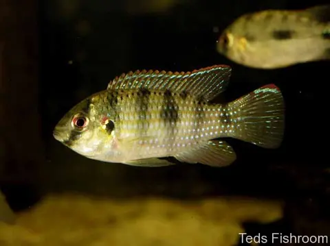 Anomalochromis thomasi