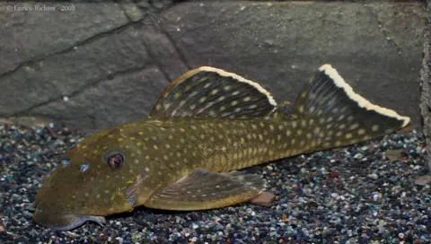Baryancistrus chrysolomus