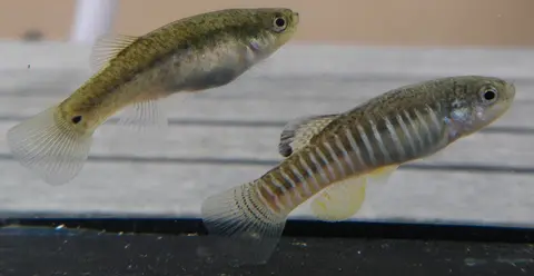 Anatolichthys villwocki