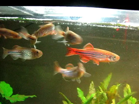Danio dangila