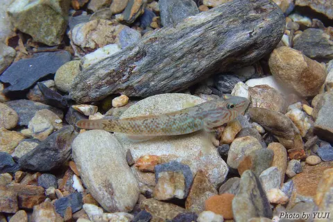 Rhinogobius sp. 'CB'