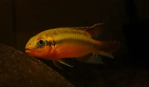 Congochromis sabinae