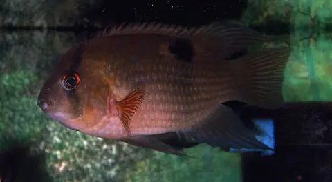 Cleithracara maronii
