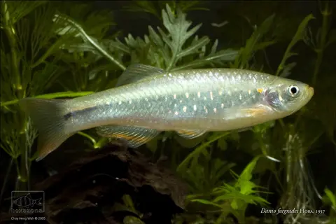 Danio feegradei