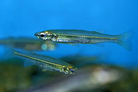 Craterocephalus stercusmuscarum stercusmuscarum