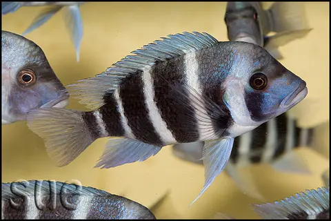 Cyphotilapia gibberosa