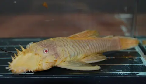 胡子异型
