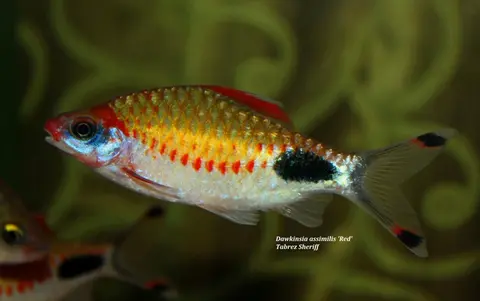 Dawkinsia assimilis
