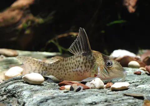 Hoplisoma brevirostre