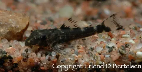 Peckoltia sp.