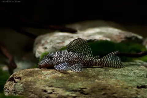 Hypancistrus sp.