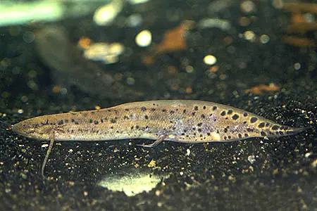Protopterus annectens annectens
