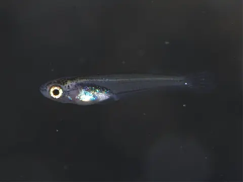 Oryzias wolasi