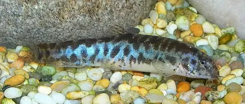 Lepidocephalichthys sp. 'LE1'