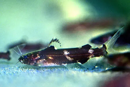 Pseudomystus sp. cf stenomus