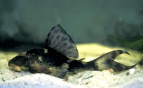 Hypostomus sp.