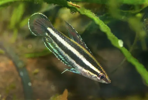 Parosphromenus opallios