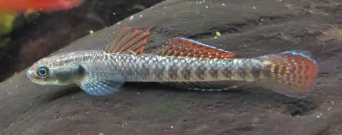 Stiphodon ornatus