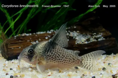 Hoplisoma brevirostre