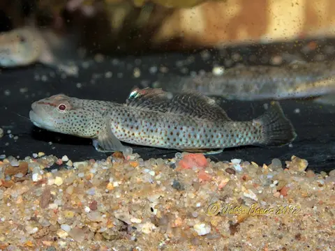 Rhinogobius chiengmaiensis