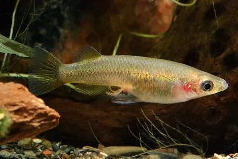 Oryzias eversi