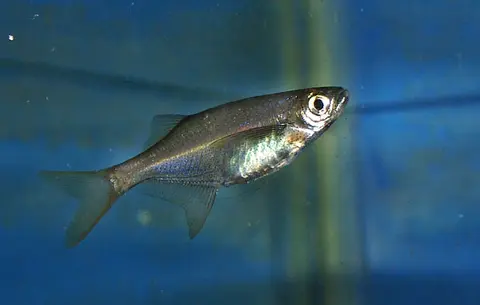 元宝鳊