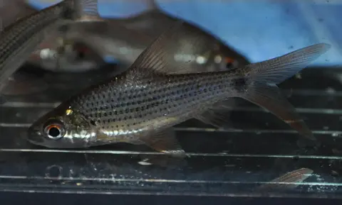 Cyclocheilichthys apogon