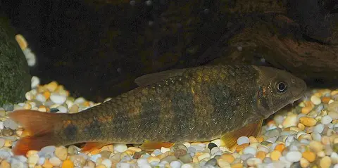 Garra spilota