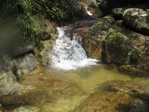 黑鳍枝牙鰕虎