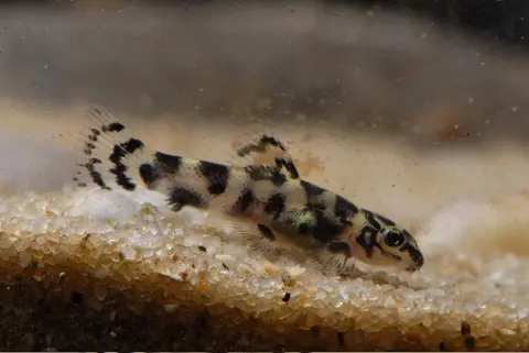 Sewellia sp. 'SEW01'