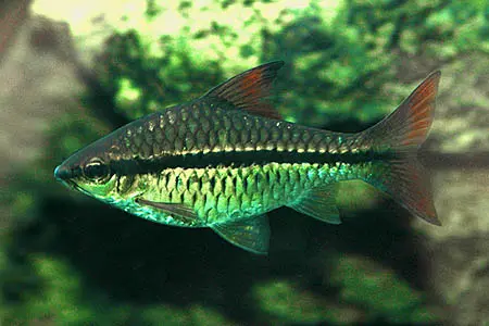 'Barbus' holotaenia