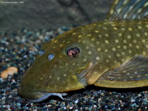 Baryancistrus chrysolomus