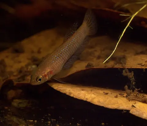 Betta hendra