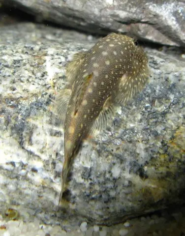 Gastromyzon scitulus
