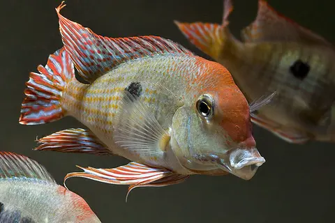 Geophagus sp. 'orange head'
