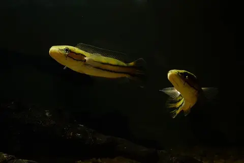 Channa diplogramma