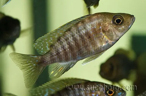 Aulonocara hansbaenschi