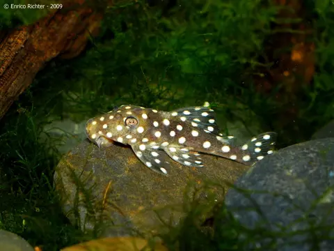 Baryancistrus sp. L142