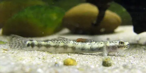 Stiphodon maculidorsalis