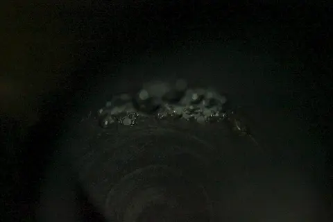 副棘鲷