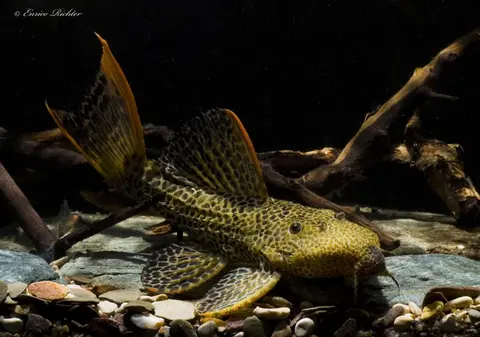 Pseudacanthicus cf. leopardus
