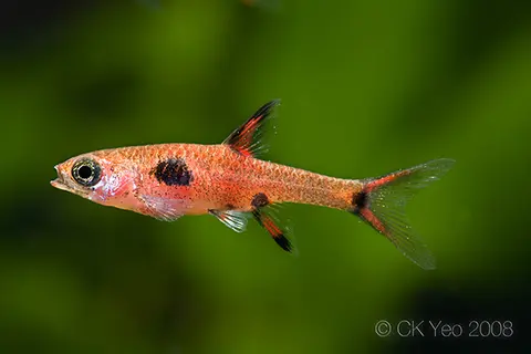 斑纹泰波鱼