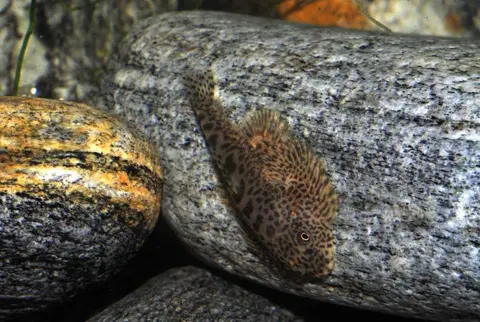 Sewellia speciosa