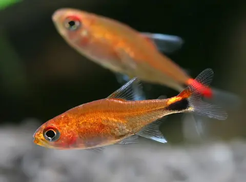 Axelrodia riesei