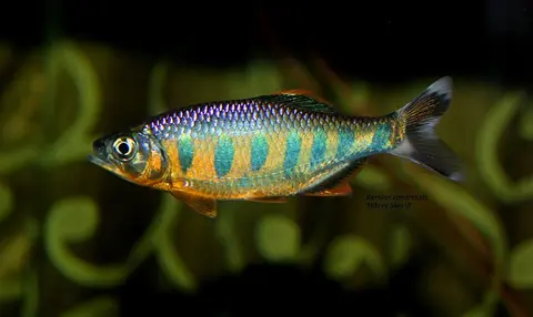 Barilius ardens