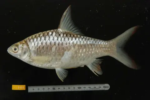 Hypsibarbus malcolmi