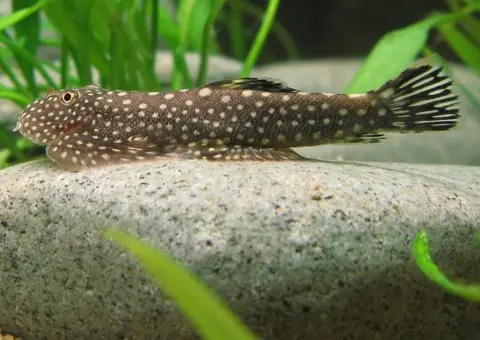 Gastromyzon scitulus